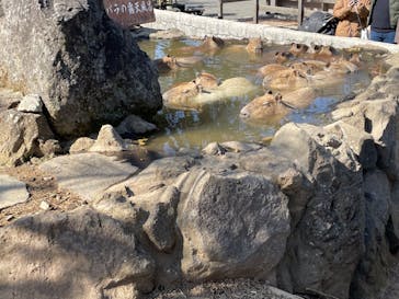 伊豆シャボテン動物公園に投稿された画像（2024/3/17）