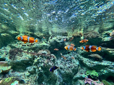 サンシャイン水族館に投稿された画像（2024/3/17）