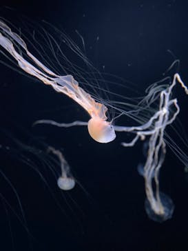 サンシャイン水族館に投稿された画像（2024/3/17）