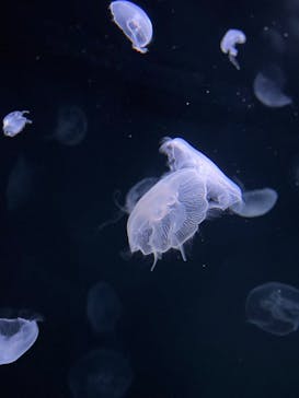 サンシャイン水族館に投稿された画像（2024/3/17）