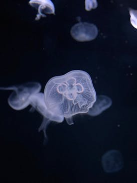 サンシャイン水族館に投稿された画像（2024/3/17）