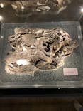 福井県立恐竜博物館に投稿された画像（2024/3/17）