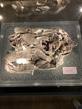 福井県立恐竜博物館に投稿された画像（2024/3/17）