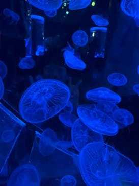 マクセル アクアパーク品川に投稿された画像（2024/3/17）