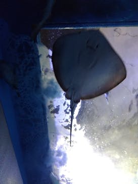 浜名湖体験学習施設ウォットに投稿された画像（2024/3/17）