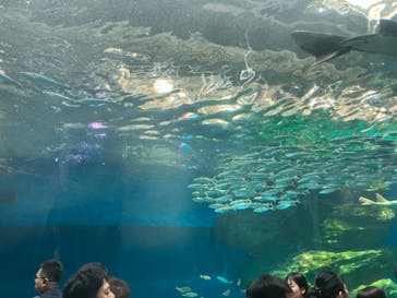 マクセル アクアパーク品川に投稿された画像（2024/3/17）