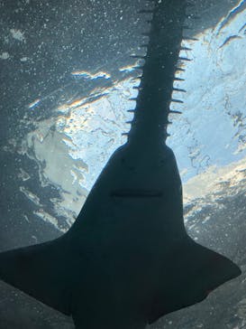 マクセル アクアパーク品川に投稿された画像（2024/3/17）