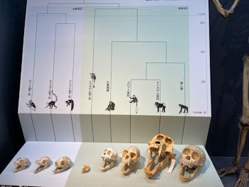 特別展「大哺乳類展３－わけてつなげて大行進」に投稿された画像（2024/3/17）