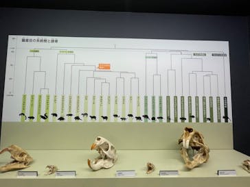 特別展「大哺乳類展３－わけてつなげて大行進」に投稿された画像（2024/3/17）