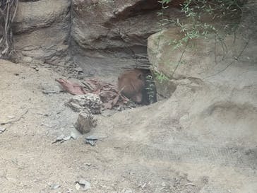 神戸どうぶつ王国に投稿された画像（2024/3/17）