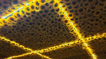 ゴッホ・アライブに投稿された画像（2024/3/17）