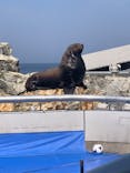 大分マリーンパレス水族館 「うみたまご」に投稿された画像（2024/3/17）