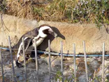 サンシャイン水族館に投稿された画像（2024/3/17）