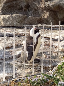 サンシャイン水族館に投稿された画像（2024/3/17）