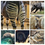 よこはま動物園ズーラシアに投稿された画像（2024/3/17）