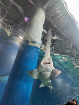 マクセル アクアパーク品川に投稿された画像（2024/3/17）