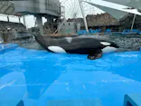 名古屋港水族館に投稿された画像（2024/3/17）