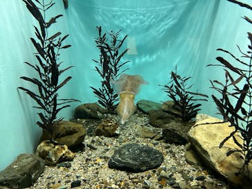 名古屋港水族館に投稿された画像（2024/3/17）