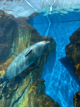 しながわ水族館に投稿された画像（2024/3/17）