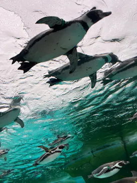 天王寺動物園に投稿された画像（2024/3/17）