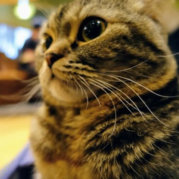 猫カフェモカ　新宿店に投稿された画像（2024/3/17）