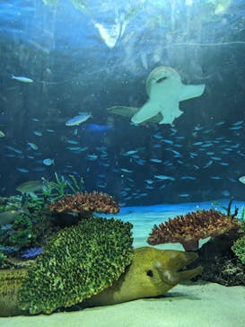 サンシャイン水族館に投稿された画像（2024/3/17）