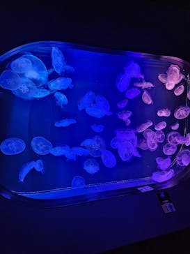 マリンワールド海の中道に投稿された画像（2024/3/17）