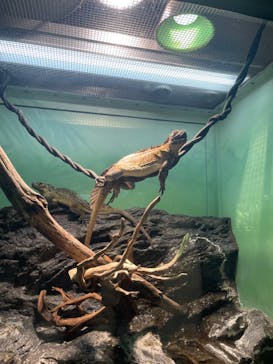 サンシャイン水族館に投稿された画像（2024/3/17）