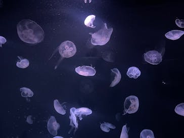 サンシャイン水族館に投稿された画像（2024/3/17）