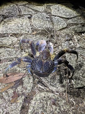 宮古島 ADVENTURE PiPi（ミヤコジマ アドベンチャー ピピ）に投稿された画像（2024/3/17）