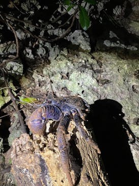 宮古島 ADVENTURE PiPi（ミヤコジマ アドベンチャー ピピ）に投稿された画像（2024/3/17）