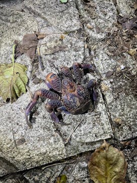 宮古島 ADVENTURE PiPi（ミヤコジマ アドベンチャー ピピ）に投稿された画像（2024/3/17）