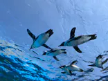 サンシャイン水族館に投稿された画像（2024/3/17）