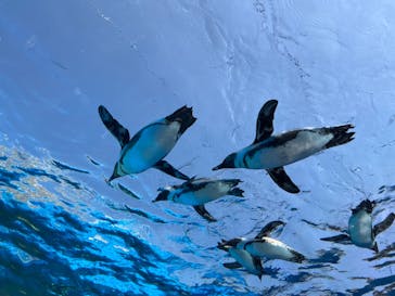 サンシャイン水族館に投稿された画像（2024/3/17）