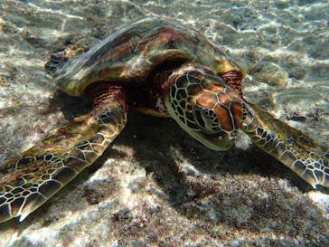 宮古島 ADVENTURE PiPi（ミヤコジマ アドベンチャー ピピ）に投稿された画像（2024/3/17）