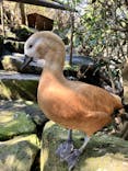 伊豆シャボテン動物公園に投稿された画像（2024/3/17）