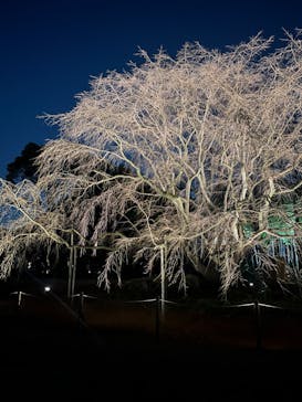 六義園に投稿された画像（2024/3/17）