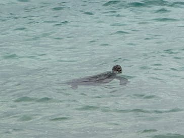 宮古島 ADVENTURE PiPi（ミヤコジマ アドベンチャー ピピ）に投稿された画像（2024/3/17）