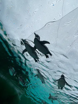 天王寺動物園に投稿された画像（2024/3/17）