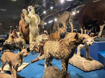 特別展「大哺乳類展３－わけてつなげて大行進」に投稿された画像（2024/3/17）