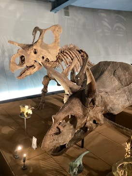 福井県立恐竜博物館に投稿された画像（2024/3/17）