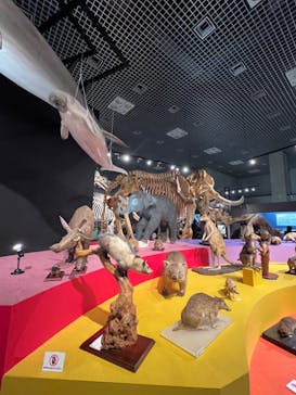 特別展「大哺乳類展３－わけてつなげて大行進」に投稿された画像（2024/3/17）