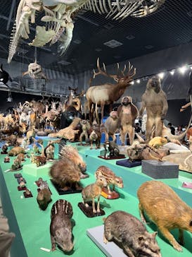 特別展「大哺乳類展３－わけてつなげて大行進」に投稿された画像（2024/3/17）