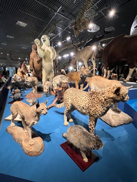 特別展「大哺乳類展３－わけてつなげて大行進」に投稿された画像（2024/3/17）