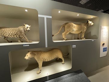 特別展「大哺乳類展３－わけてつなげて大行進」に投稿された画像（2024/3/17）