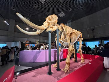 特別展「大哺乳類展３－わけてつなげて大行進」に投稿された画像（2024/3/17）