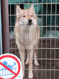 天王寺動物園に投稿された画像（2024/3/17）