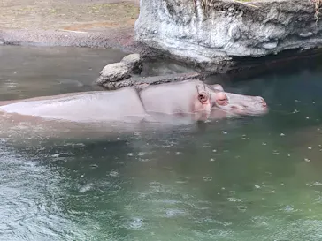 天王寺動物園に投稿された画像（2024/3/17）