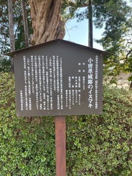 小田原城に投稿された画像（2024/3/17）