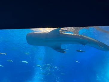 沖縄美ら海水族館に投稿された画像（2024/3/17）